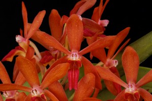 Nak. Newberry Apricot Diamond Orchids AM 81 pts.